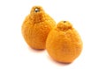 A Pair of Sumo Oranges on a White Background Royalty Free Stock Photo