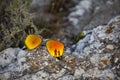 A pair of sunglasses bathed in orange light on a sea stone, with the reflection of tourists in them Royalty Free Stock Photo