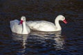 A pair of sunlit Coscoroba Swans