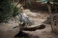 Pair of suricate (meerkat) Royalty Free Stock Photo