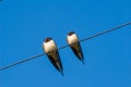 Pair of swallow sit on a wire Royalty Free Stock Photo