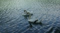 A pair of Swan on blue lake