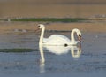 A pair swan floats on the water