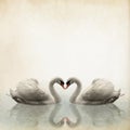 A pair of swan vintage background