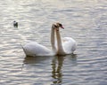 A pair of Swans at Attenborough Nature Reserve. Royalty Free Stock Photo