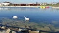 Pair of swans on Brazi Park Lake , Romania