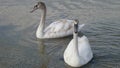 Pair of swans on a crystal clear and tranquil water of the lake close up