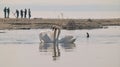 Pair of swans cuddling Royalty Free Stock Photo