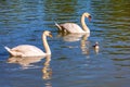 Pair of Swans and cygnet