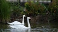 A pair of swans enjoying the sanctuary in love forever 4