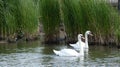 A pair of swans enjoying the sanctuary in love forever 3