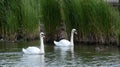 A pair of swans enjoying the sanctuary in love forever 2