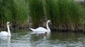 A pair of swans enjoying the sanctuary in love forever 1