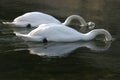 A pair of Swans feeding