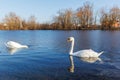 A pair of swans feeding while swimming on a pond Royalty Free Stock Photo