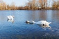 A pair of swans feeding while swimming on a pond Royalty Free Stock Photo