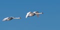 Pair Of Swans In Flight Royalty Free Stock Photo