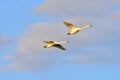 Pair of swans in flight Royalty Free Stock Photo