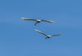 A pair of swans fly low over on a lake on the outskirts of Nottingham, UK Royalty Free Stock Photo