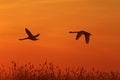 Pair of swans flying in the orange sky Royalty Free Stock Photo