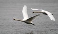 Pair of swans flying Royalty Free Stock Photo