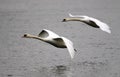 Pair of swans flying Royalty Free Stock Photo