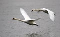 Pair of swans flying Royalty Free Stock Photo