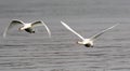 Pair of swans flying Royalty Free Stock Photo