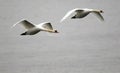 Pair of swans flying Royalty Free Stock Photo