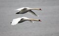 Pair of swans flying Royalty Free Stock Photo