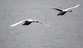 Pair of swans flying Royalty Free Stock Photo