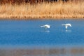 Pair of Swans Flying Over Water, water reflection Royalty Free Stock Photo