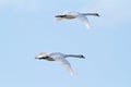 A pair swans flying Royalty Free Stock Photo