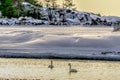 Pair of swans gliding on a snowy lake in a freezing ecoregion Royalty Free Stock Photo