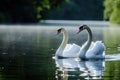 Pair Of Swans Gracefully Gliding On A Lake Royalty Free Stock Photo