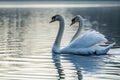 Pair Of Swans Gracefully Gliding On A Lake Royalty Free Stock Photo