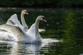 Pair Of Swans Gracefully Gliding On A Lake Royalty Free Stock Photo