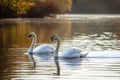 Pair Of Swans Gracefully Gliding On A Lake Royalty Free Stock Photo