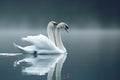 Pair Of Swans Gracefully Gliding On A Lake Royalty Free Stock Photo