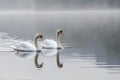 Pair Of Swans Gracefully Gliding On A Lake Royalty Free Stock Photo