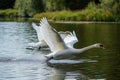 Pair Of Swans Gracefully Gliding On A Lake Royalty Free Stock Photo
