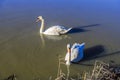 A pair of swans on the Grand Union canal at Debdale Whark, UK Royalty Free Stock Photo