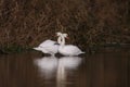a pair of swans kissing in the sun romantic Royalty Free Stock Photo