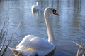 A pair of swans on the lake. Beautiful white swan near the shore. Side view