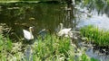 pair of swans with little swan chicks on a wild lake in summer