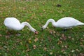A pair of swans nibbling grass. Swans walking on the grass. Swans eat. White swans on the lawn.