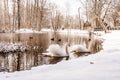 A pair of swans in the park pond look at each other on a snowy shory Royalty Free Stock Photo