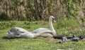 The pair swans with pigeons eat