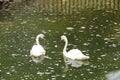 A pair of swans in . the city park. Royalty Free Stock Photo