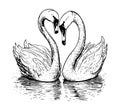 Pair of swans in the pond hand drawn sketch in doodle style Vector illustration Royalty Free Stock Photo